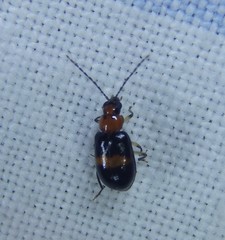 Monolepta rubrofasciata