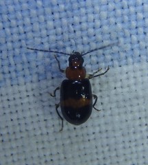 Monolepta rubrofasciata