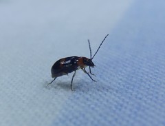 Monolepta rubrofasciata