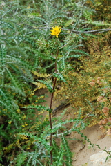 Berkheya heterophylla