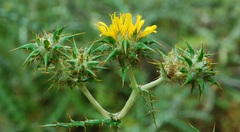 Berkheya heterophylla