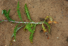 Berkheya heterophylla