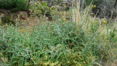 Berkheya heterophylla