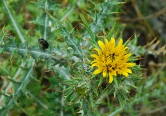 Berkheya heterophylla