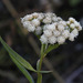 Marsh Baccharis - Photo (c) Donna Pomeroy, some rights reserved (CC BY-NC)