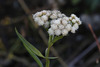 Marsh Baccharis - Photo (c) Donna Pomeroy, some rights reserved (CC BY-NC), uploaded by Donna Pomeroy
