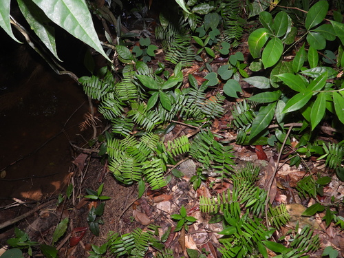 Raddia guianensis