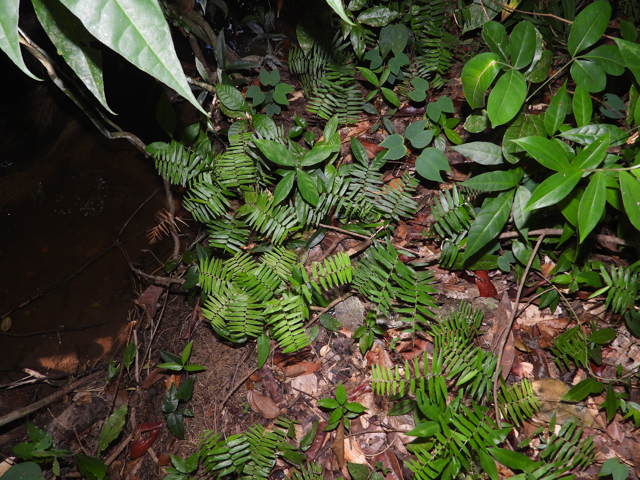 Raddia guianensis