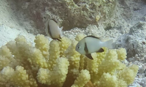 Indian Dascyllus — seen at this dive site