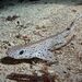 Small-spotted Catshark - Photo (c) Luis Pérez Berrocal, some rights reserved (CC BY-NC), uploaded by Luis Pérez Berrocal