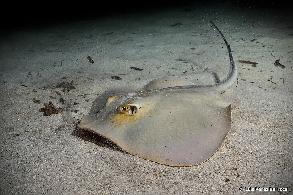 Common Stingray