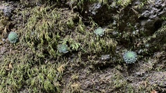 Monanthes polyphylla image