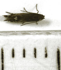 Glyphipterix simpliciella