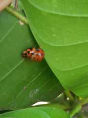 Coccinellidae