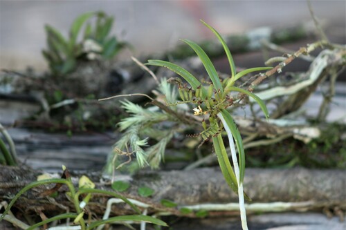 Campylocentrum neglectum