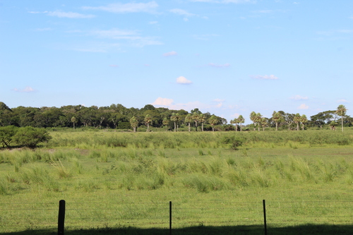 Copernicia alba