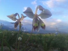 Gladiolus orchidiflorus