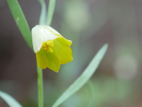 Fritillaria bithynica
