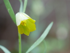 Fritillaria bithynica