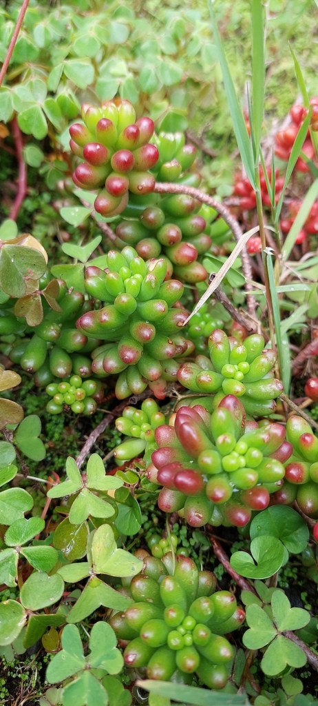 Sedum stahlii Solms 2