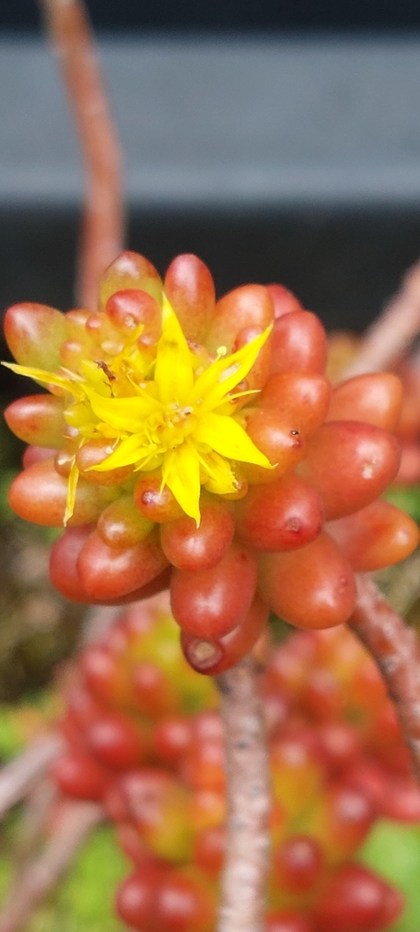 Sedum stahlii Solms 3