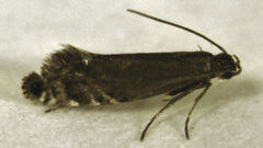 Glyphipterix simpliciella