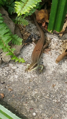 Eutropis longicaudata