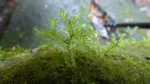 Plagiochila fordiana