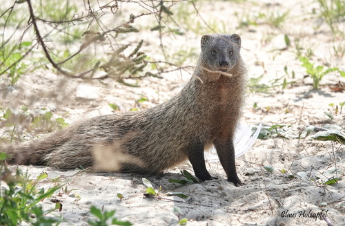 Egyptian Mongoose, photo 8 of 9