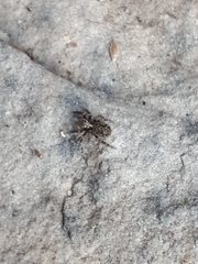 Pseudeuophrys obsoleta