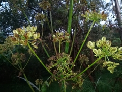 Prionosciadium thapsoides