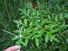 Prionosciadium thapsoides