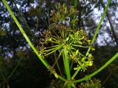 Prionosciadium thapsoides