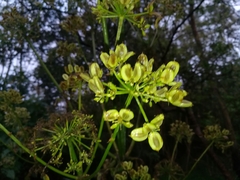 Prionosciadium thapsoides