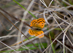 Lycaena ottomanus