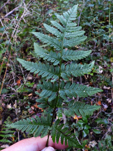 Dryopteris X pittsfordensis