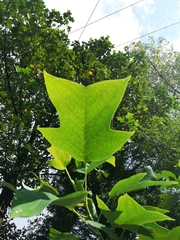 Liriodendron chinense