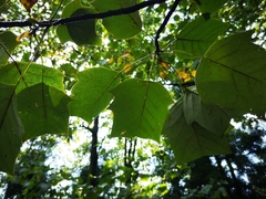 Liriodendron chinense
