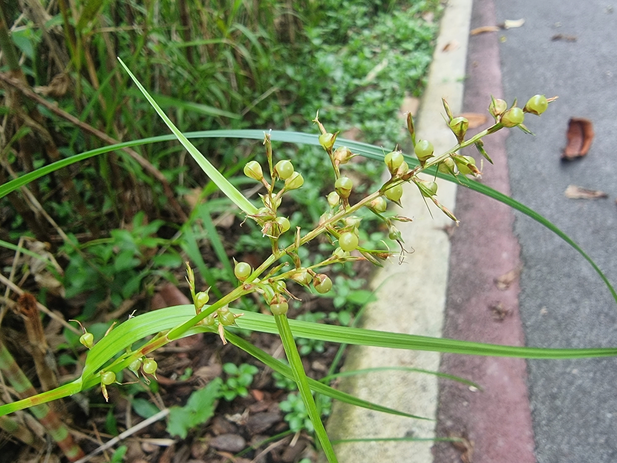 Scleria oblata