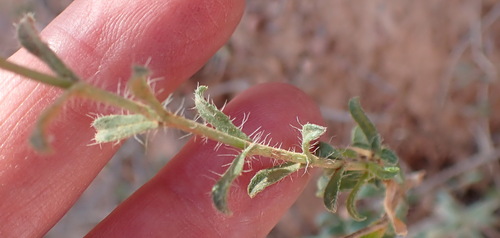 Image of Felicia ovata by (c) Nicola van Berkel, some rights reserved (CC BY-SA)