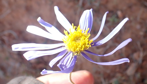 Image of Felicia ovata by (c) Nicola van Berkel, some rights reserved (CC BY-SA)