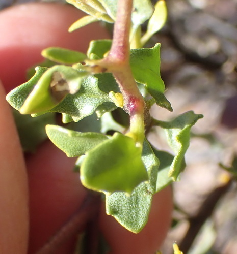 Image of Pegolettia baccharidifolia by (c) Nicola van Berkel, some rights reserved (CC BY-SA)