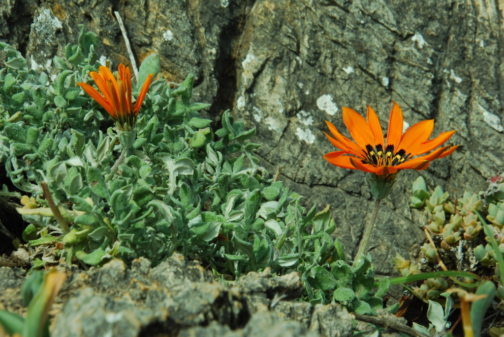 Woolly Gazania