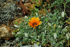 Gazania lanata