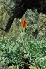 Gazania lanata