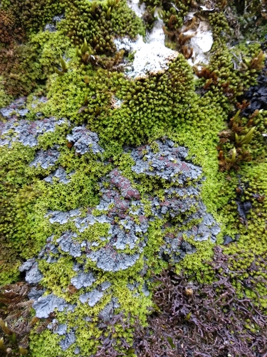 Blue Felt Lichen