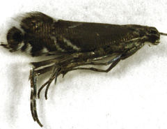 Glyphipterix simpliciella