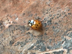 Harmonia axyridis