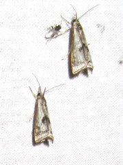Microcrambus croesus