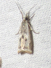 Microcrambus croesus